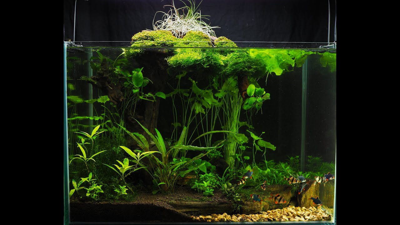 Low tech növényes akvárium (96 liter)