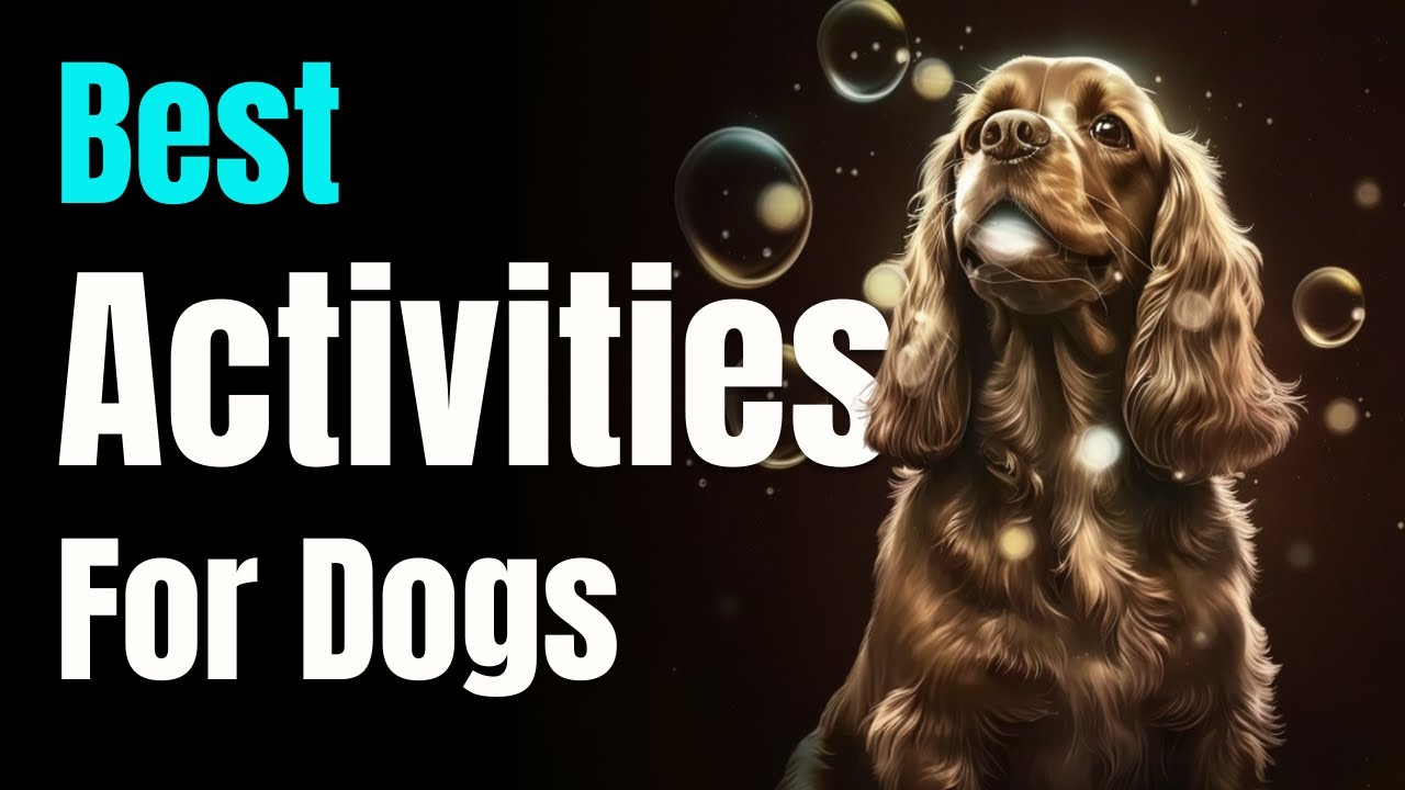 8 AMAZING Fun Activities to do With Your English Cocker Spaniel