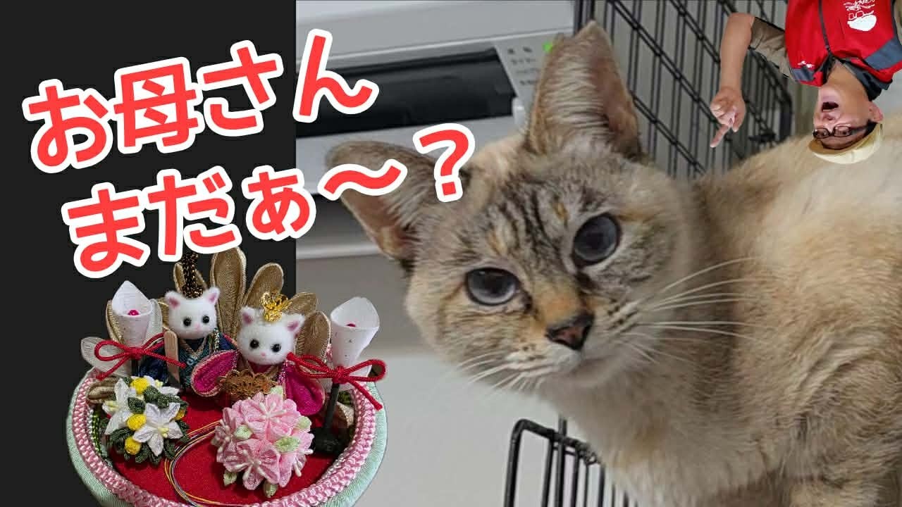 お母さん、まだぁ～？シックスカートとみほつ姫のヒメちゃん日記