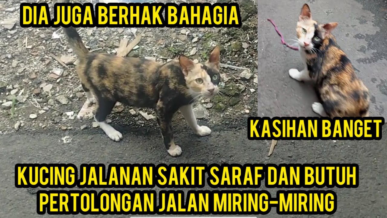 Kucing Kena Saraf Butuh Pertolongan Kepalanya Goyang-Goyang Terus..‼️