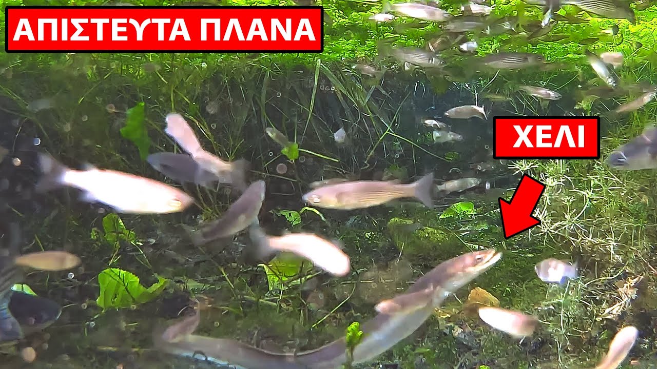 ΑΠΙΣΤΕΥΤΟ! Χέλια & Απειλούμενα Είδη 30μ από τη Θάλασσα - Κρυφός Παράδεισος Λακωνίας