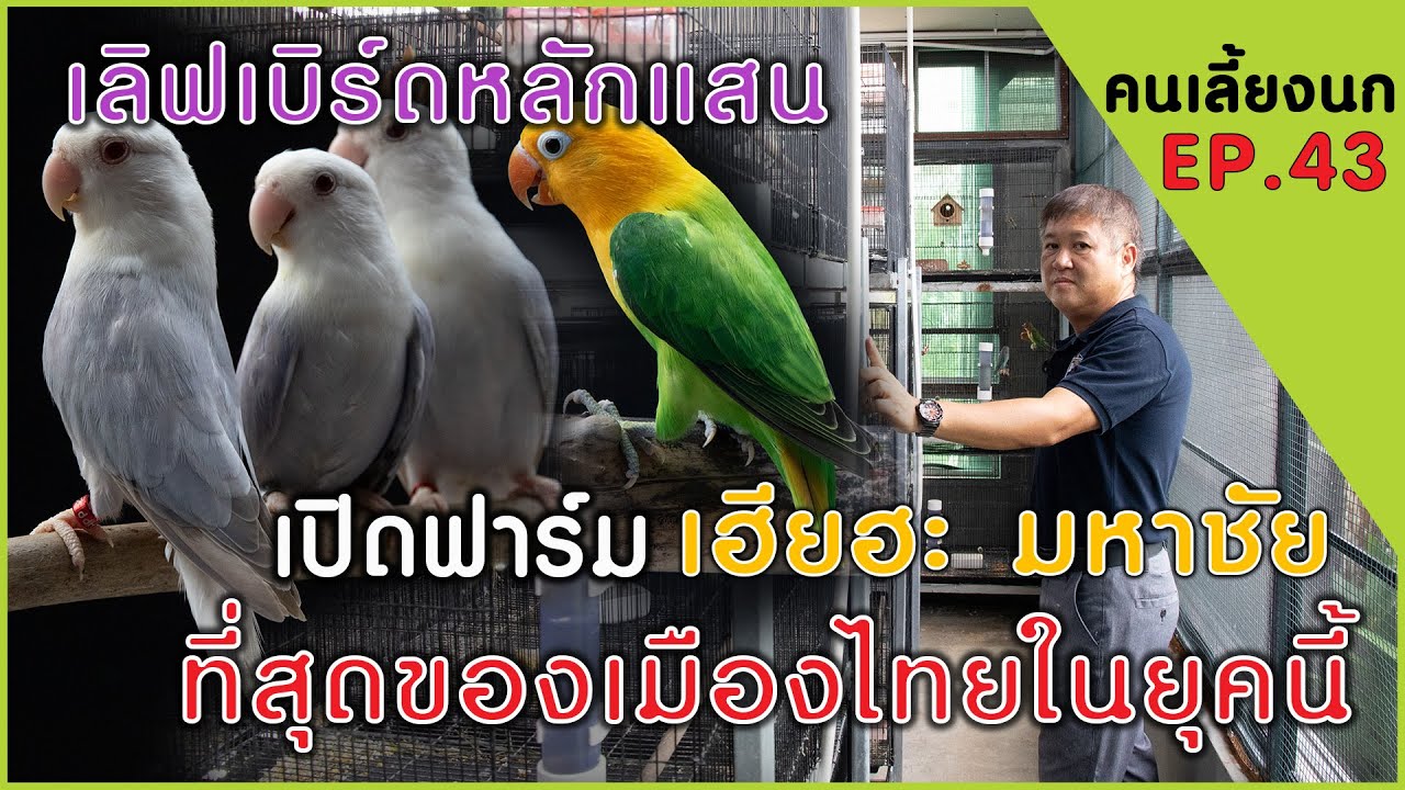 คนเลี้ยงนก EP 43 เปิดฟาร์มเลิฟเบิร์ดหลักแสน เฮียฮะ มหาชัย ที่สุดของเมืองไทยในยุคนี้