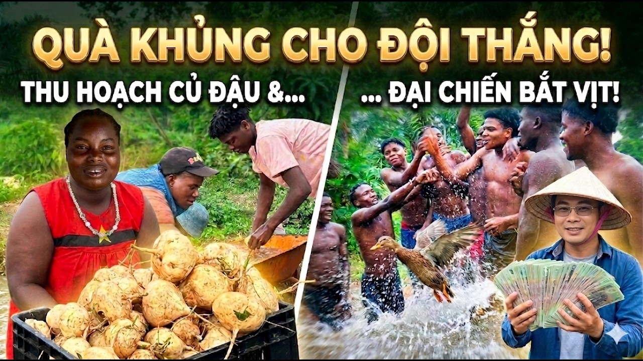 Thu hoạch củ đậu|| Maria cươi t&iacute;t mắt v&igrave; c&oacute; tiền|| Bắt vịt dưới ao cả trang trại vui như hội