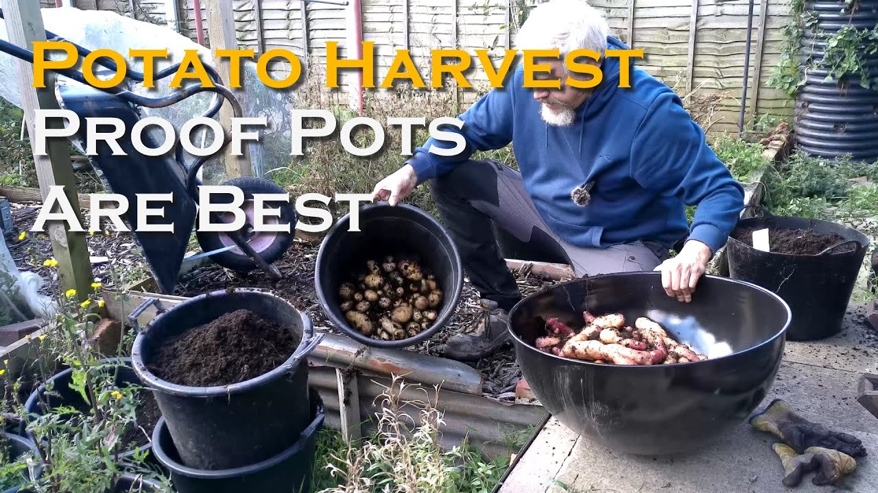 Main Crop Potato Harvest