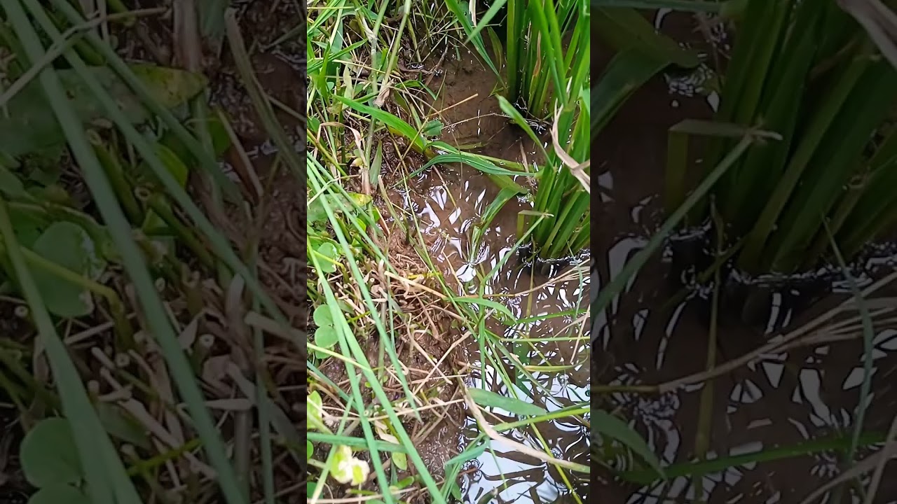 mancing belut listrik besar
