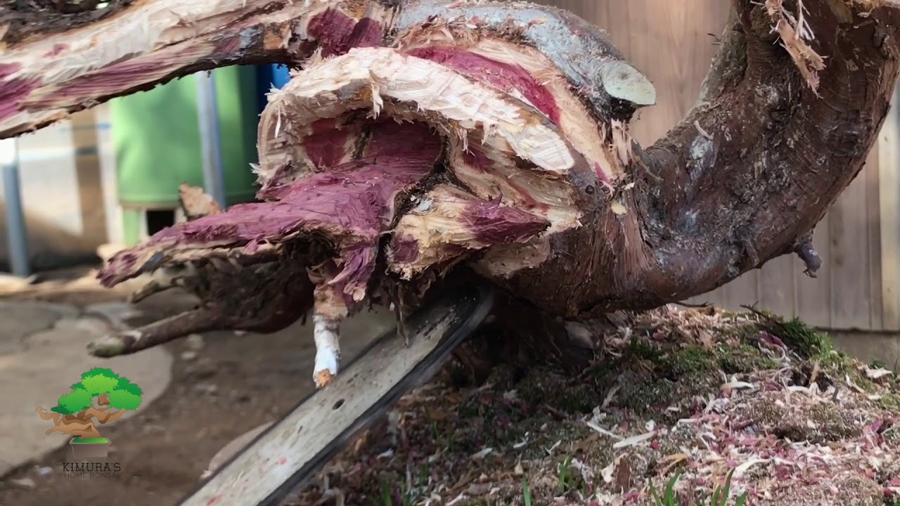 Making bonsai by Master Kimura. (Part 2/5)