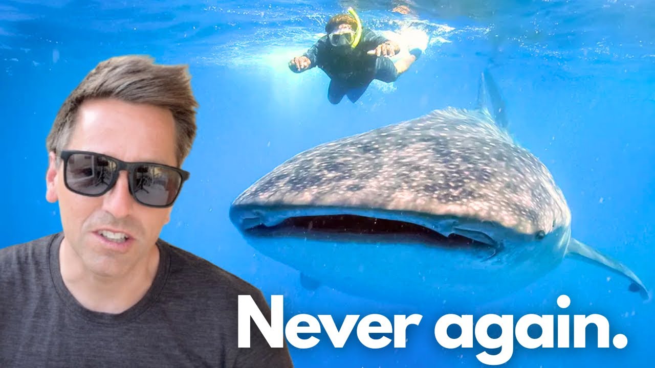 Swimming with Whale Sharks in Cebu, Philippines — What They Don’t Tell You