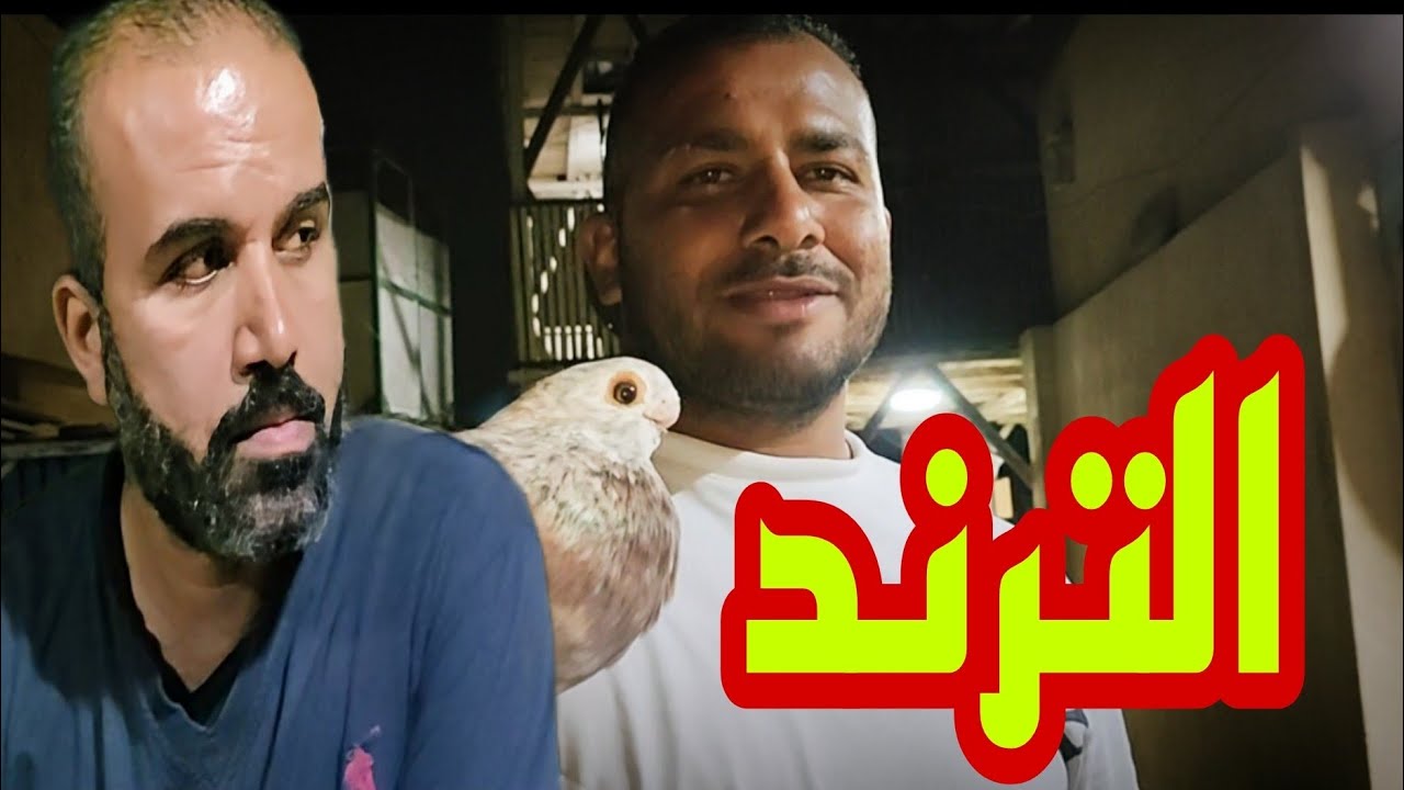 متع عينك و صل على سيدنا محمد #الحمام_الغزار (إبراهيم الصباحى)