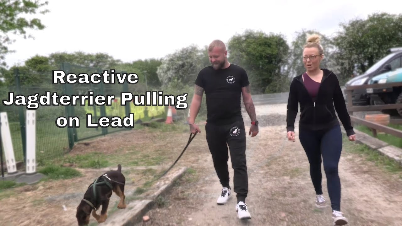 Reactive Jagdterrier Pulling on Lead? How to Train a Dog That Hates Other Dogs!