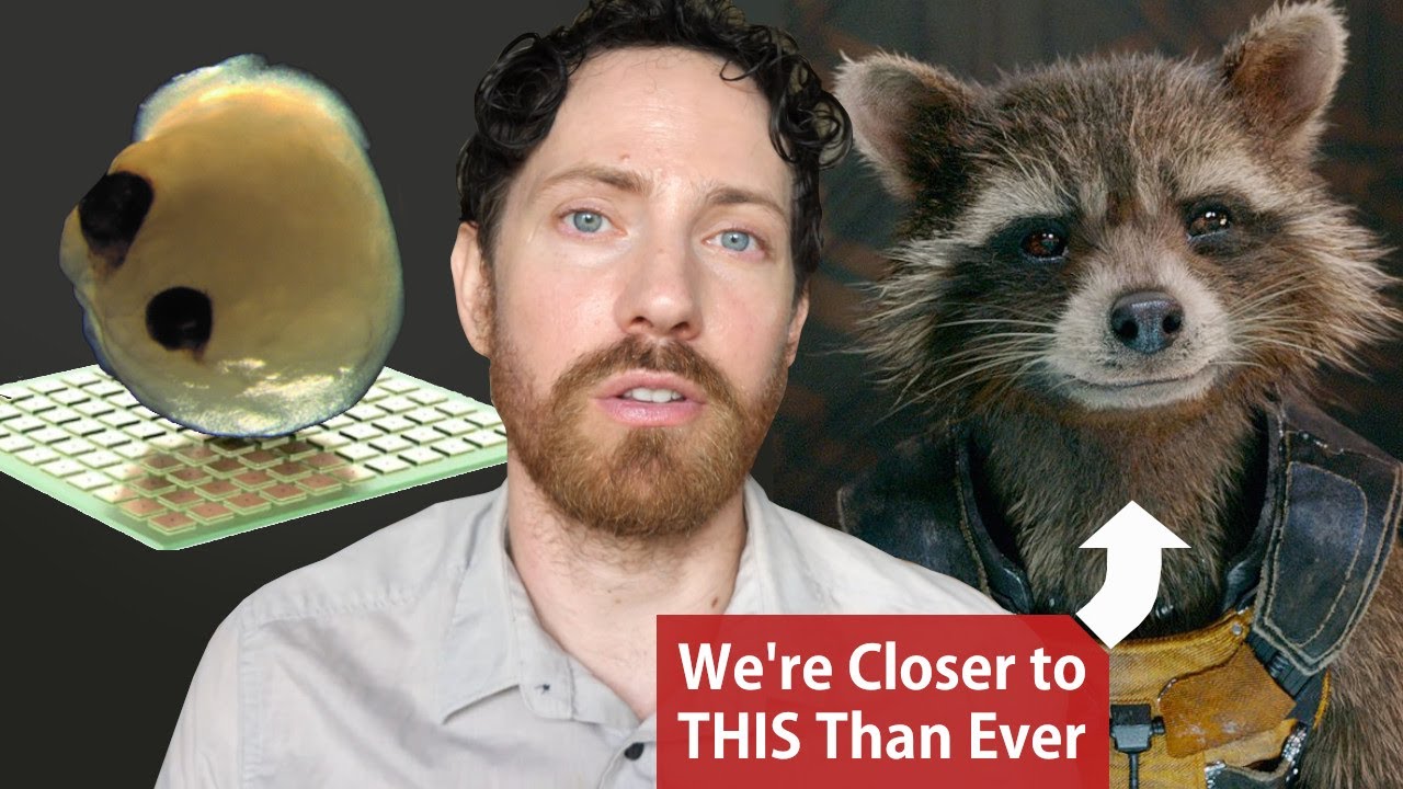 We Are Putting Mini Human Brains in Animals and They're Getting Smarter