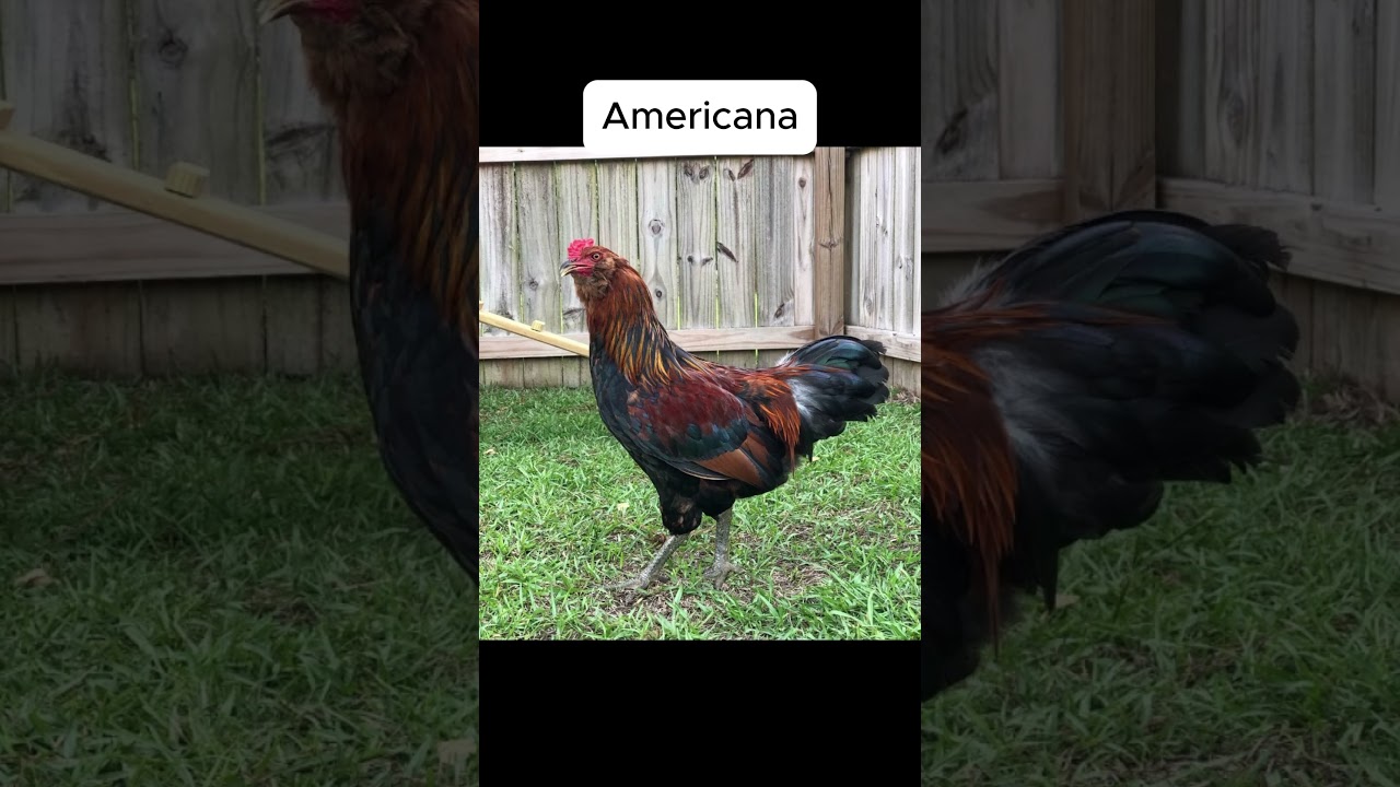 What is the Americana Chicken?