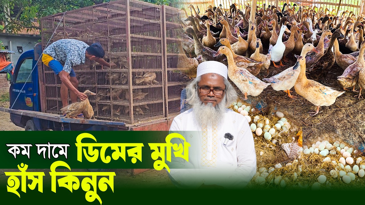 কম দামে ডিমের মুখি হাঁস কিনুন | ১ দিন থেকে ডিমের হাঁস কিনুন | Duck farming | Khamar Bangla 24.