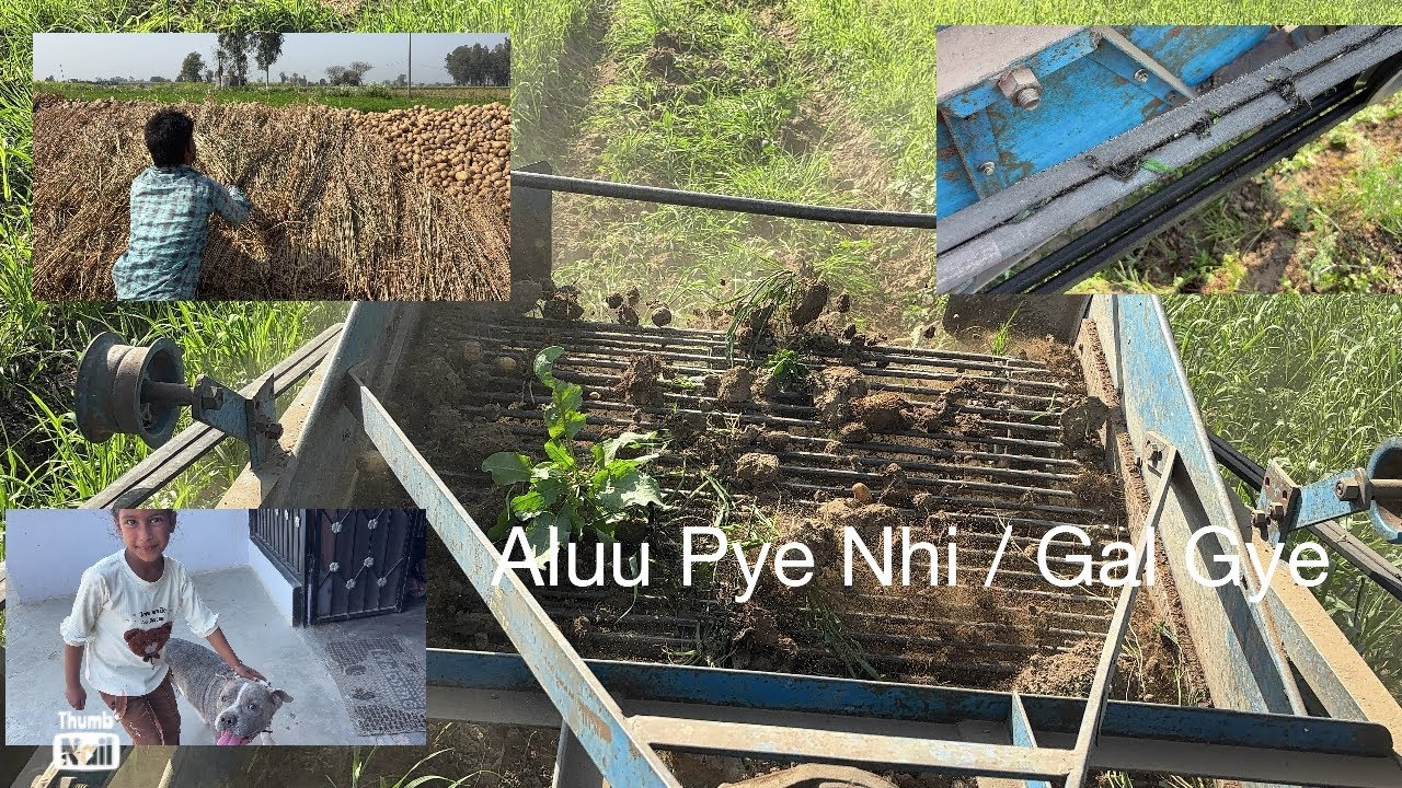 Petbul dog ❤️ / aluu pt dite par nikle nhi 🥲 #trending #automobile #jattlifestudio #farming 