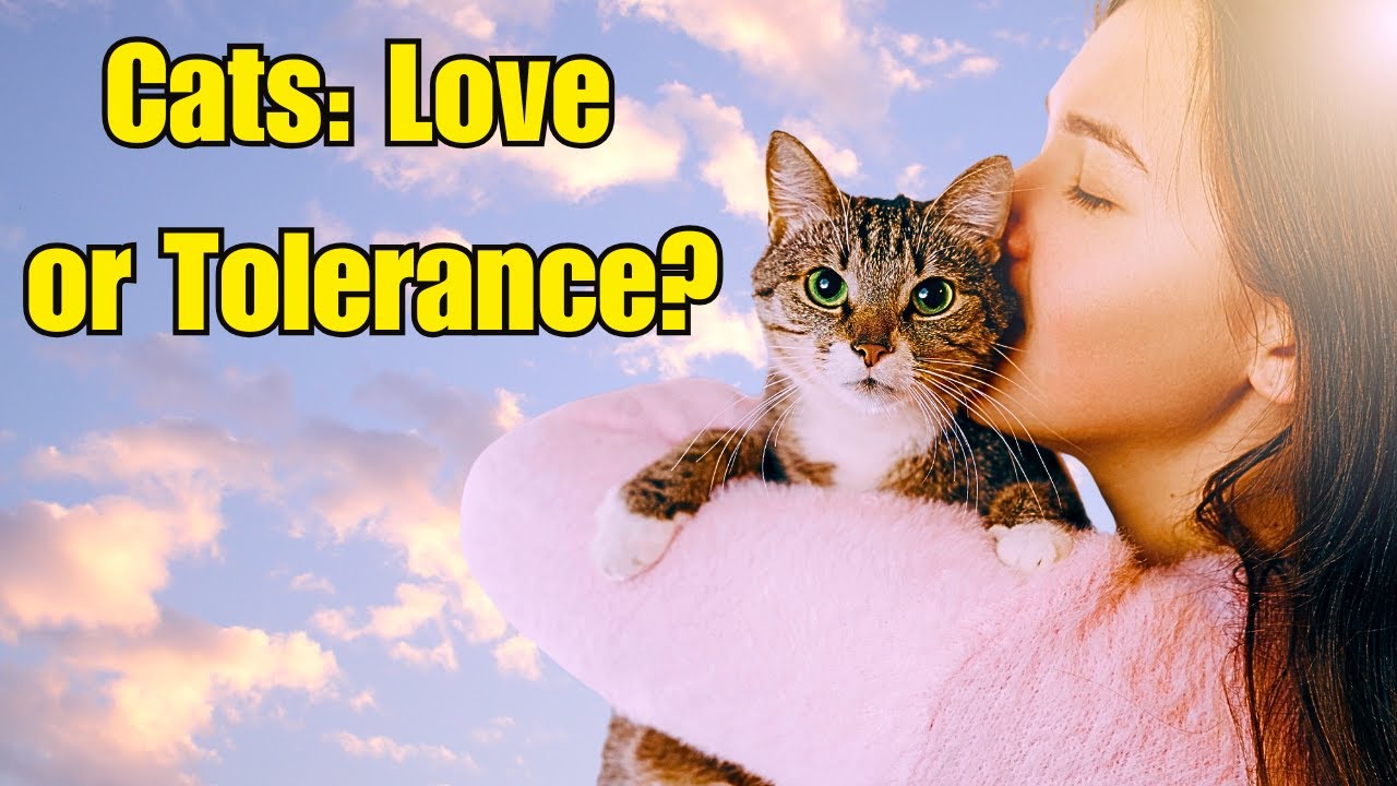 Do Cats Actually Like Being Hugged?