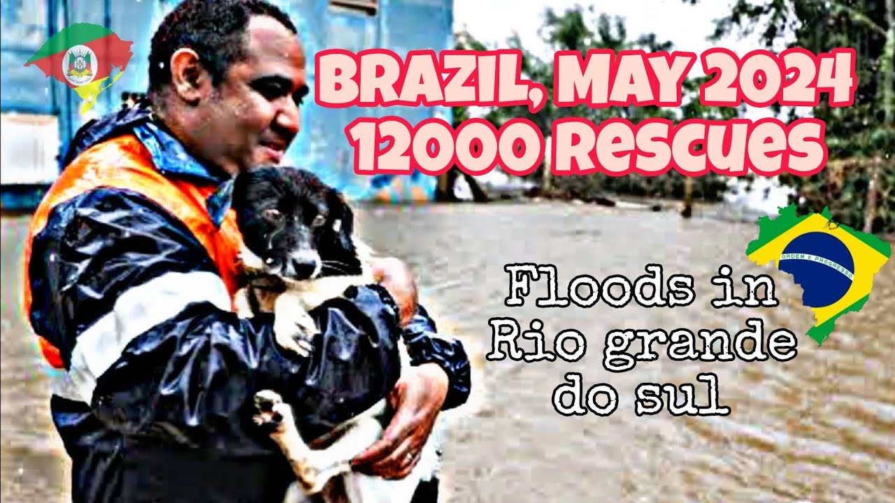 Rescue Dogs: Saving Animals During the Flood Tragedy in Brazil