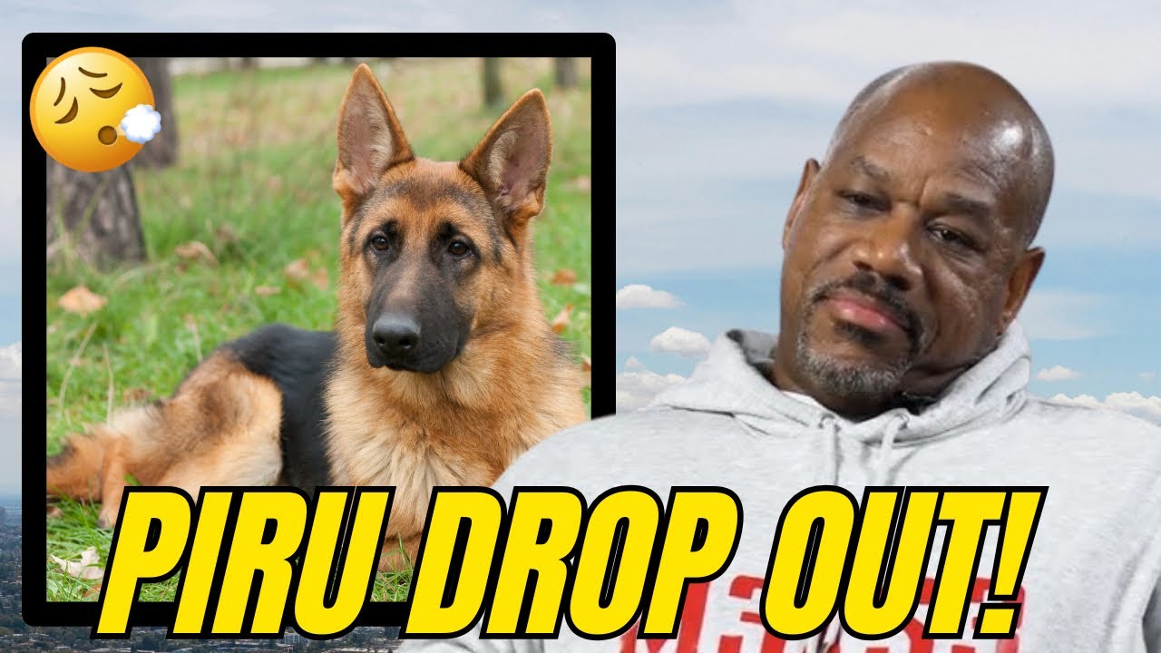 Wack100 put a chain ⛓️‍💥 on yo German Shepherd he’s a piru drop out 😂 internet police! X4 & 4xtra ‼️
