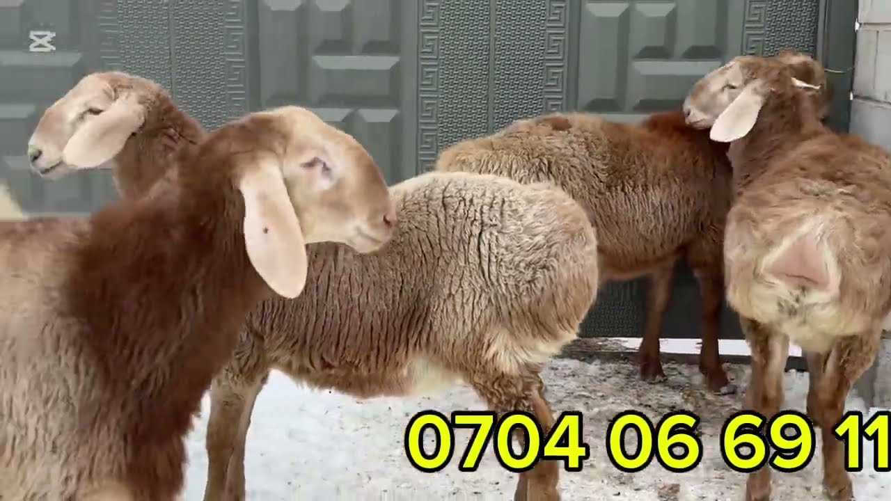 Ургаачы козу / Койлор баасы келсе !!! / Шедевр линиядан 4 баш козу кочкор сатылат .