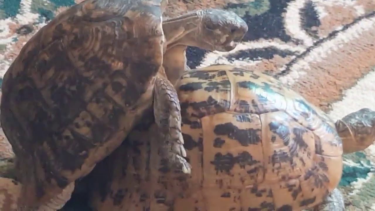 طريقه تعارف السلاحف على بعض اللقاء الثاني🐢 لزقزوق و زقزوقه🐢