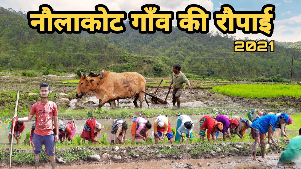 नौलाकोट गाँव की रोपाई 2021 - Naulakot gaon ki Roupai - kumauni roupai - kumauni