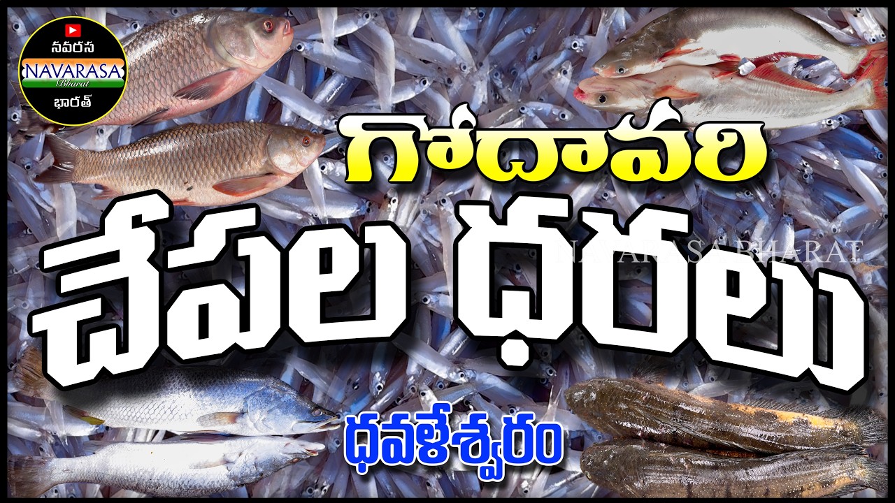 Fish Market | చేపల మార్కెట్‌ | గోదావరి చేపలు | ధవళేశ్వరం చేపల మార్కెట్‌  @NavarasaBharat​
