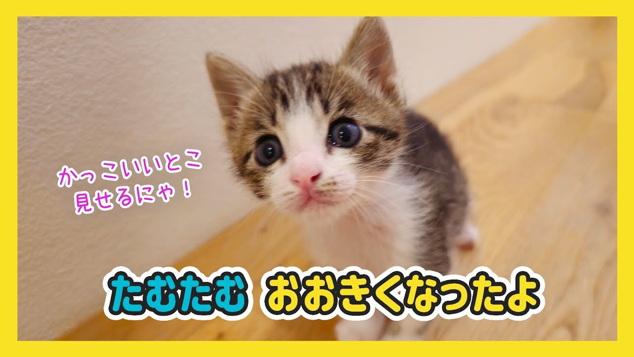 🔴【にこりら】たむたむからの若い燕ライブ