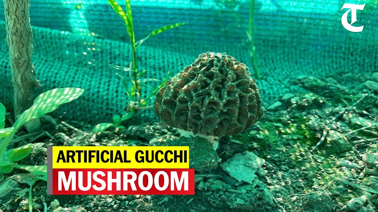 In a first, Gucchi mushroom artificially cultivated in Solan-based Institute