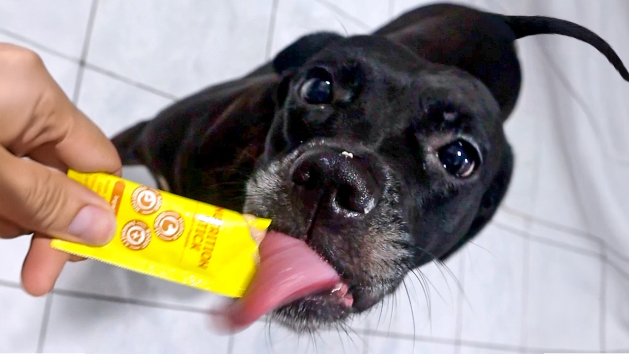 Hanna Enjoys Creamy Treat | ASMR