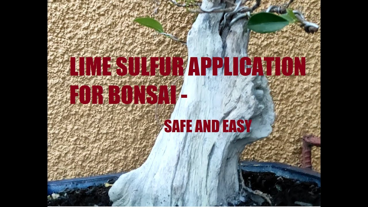 Lime Sulfur for bonsai - safety and application procedure