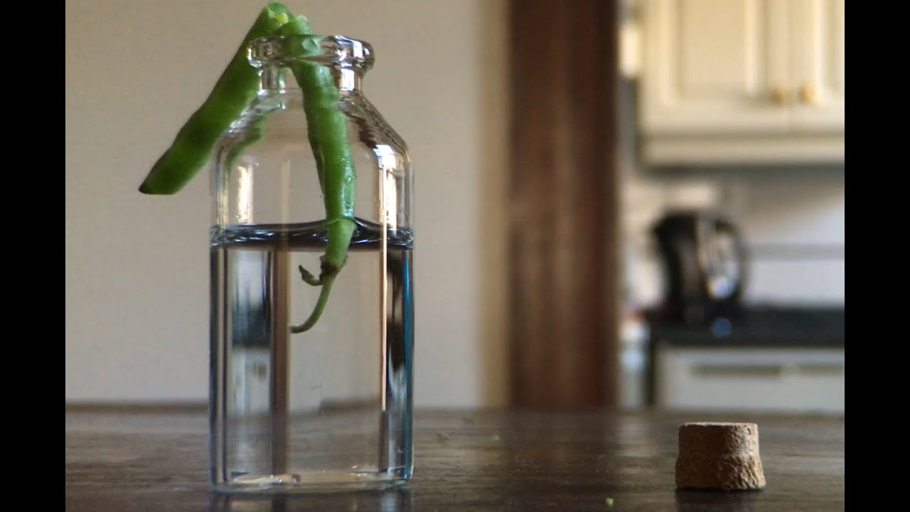 Roasted Mustard String Beans - You Suck at Cooking (episode 34)