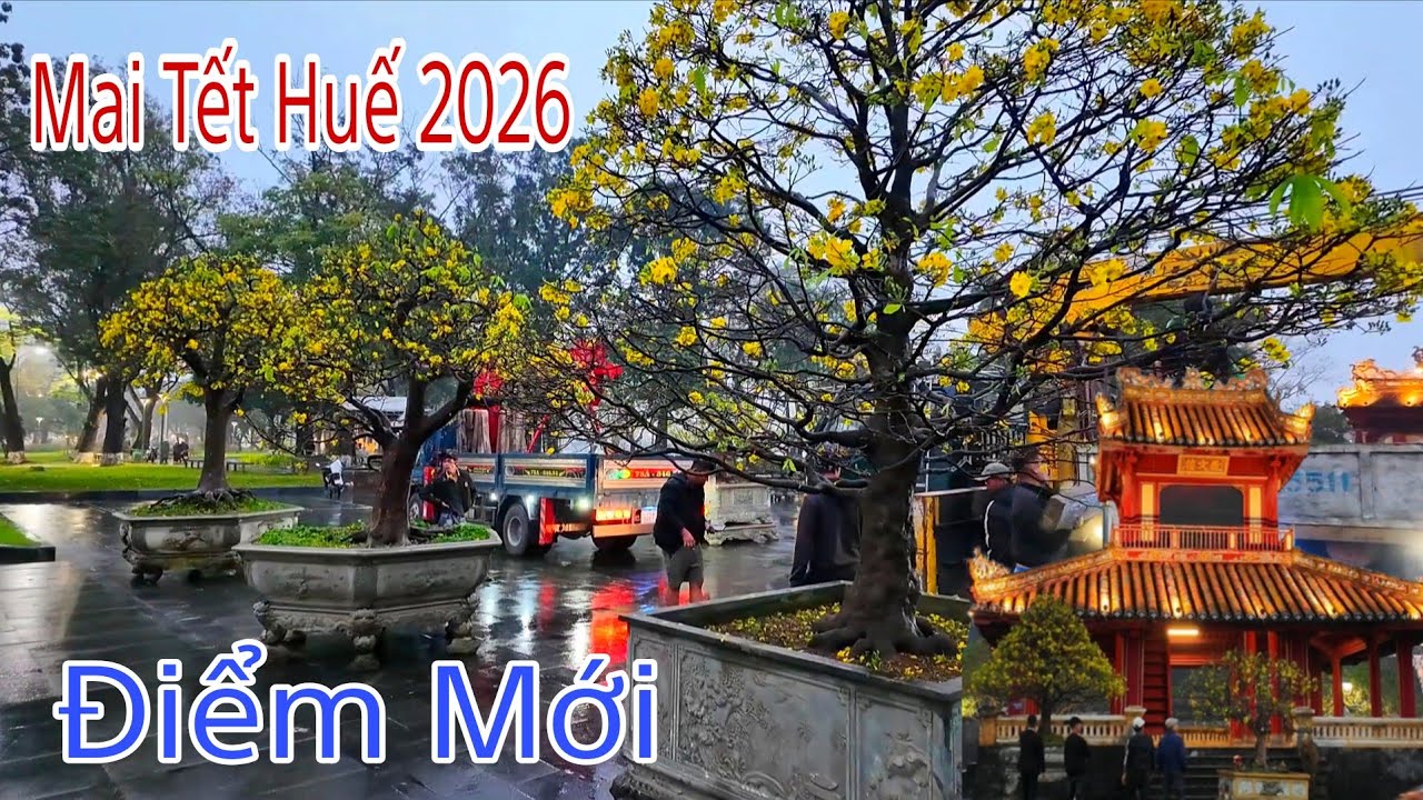 Mai Tết Huế 2026 - TỎA SÁNG TRƯỚC KỲ ĐÀI KINH THÀNH HUẾ ( MỚI) | Phố Huế Chiều Nay 