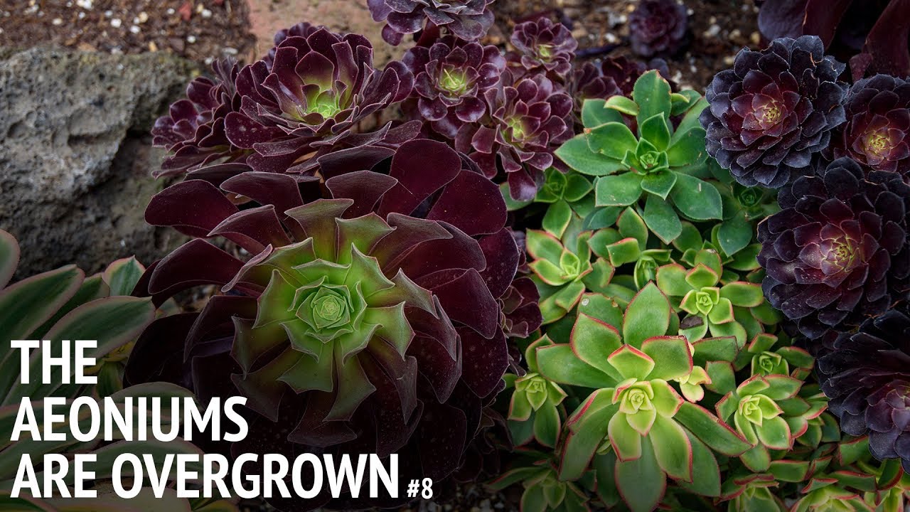 #8 Trimming back the aeoniums