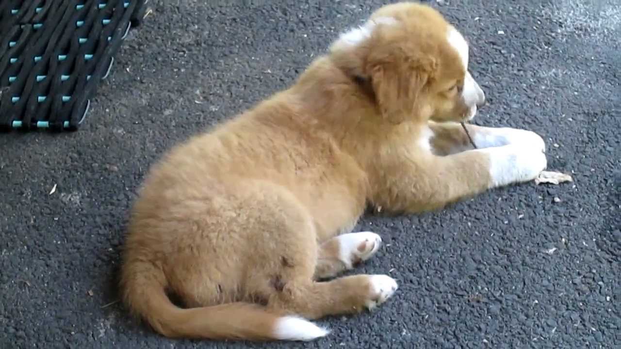 8 week old toller