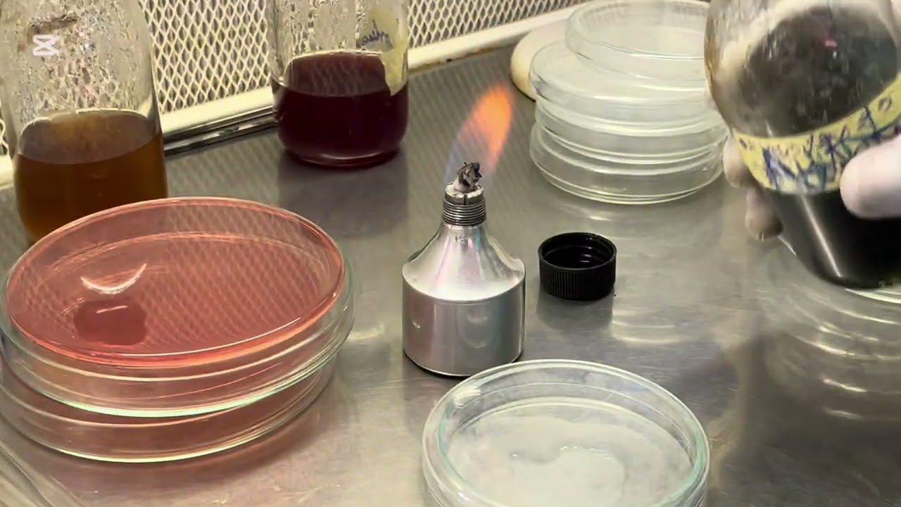 Les techniques d’ensemencement en microbiologie #foryou #new 