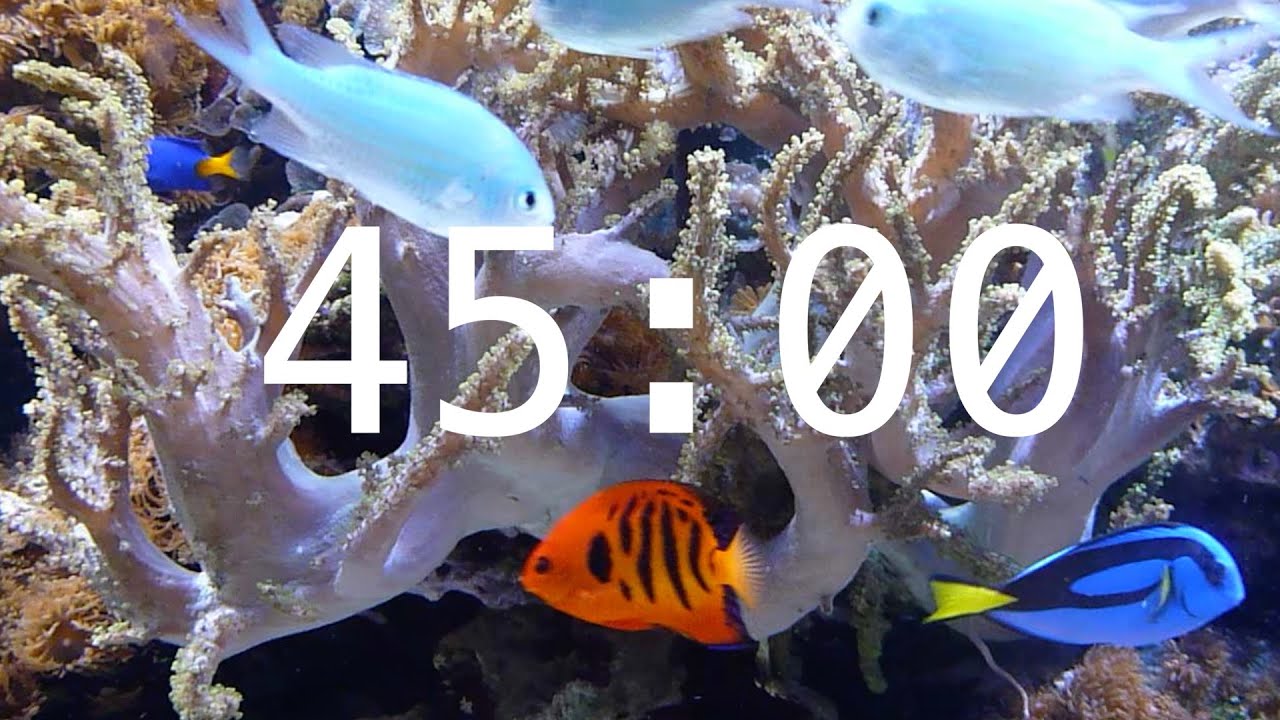 45 Minute Aquarium Countdown Timer |  Ocean Timer | Fish Timer | Relaxing Music