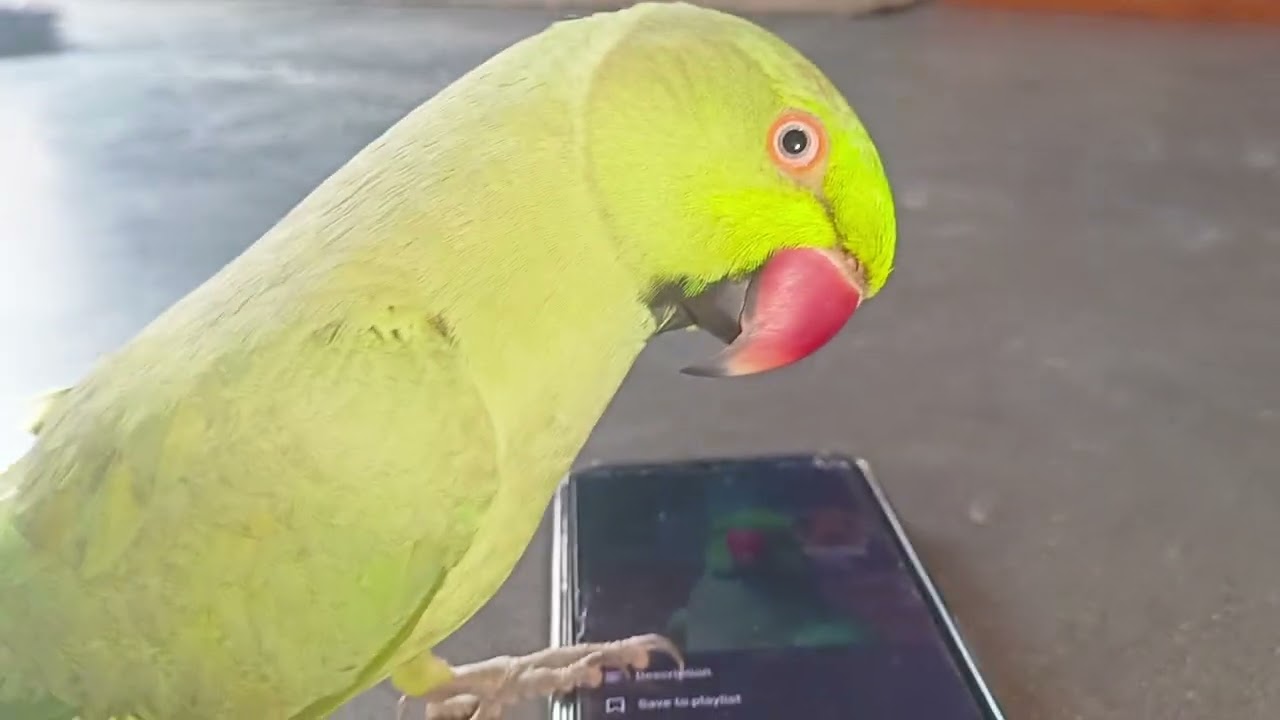 Bolne Wala Parrot 🦜 @eusoubaroneshorts #viralvideo #funny 