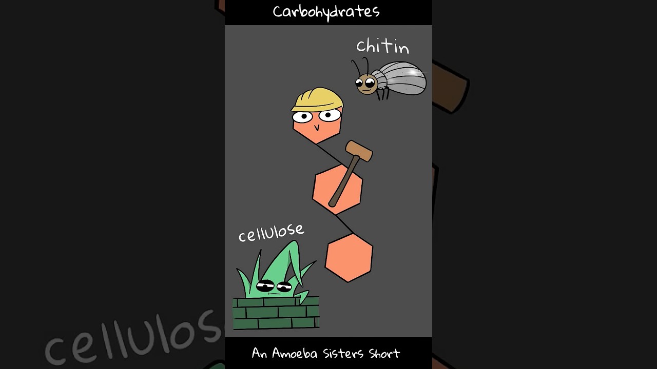 Углеводы - Amoeba Sisters #Shorts