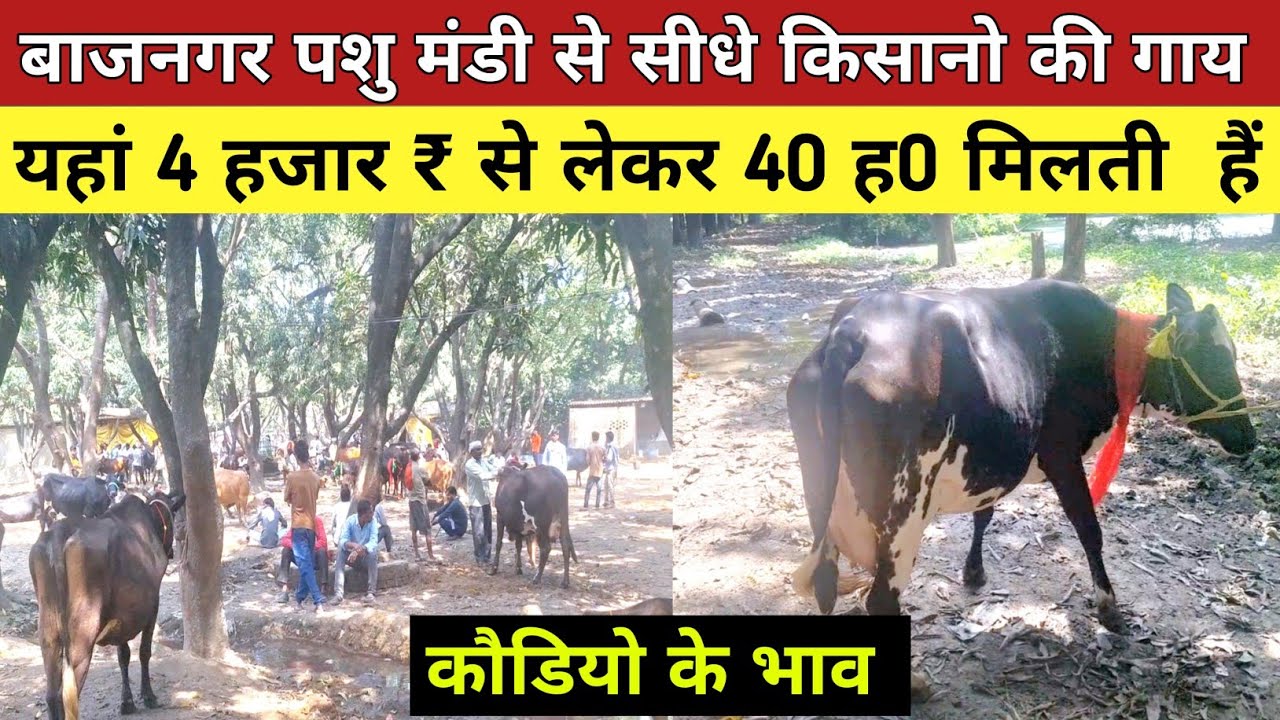 देखिए बाजनगर पशु बाजार से किसानो की गाय  कौडियो के भाव || bajnagar pashu bajar l dubgga pashu mandi