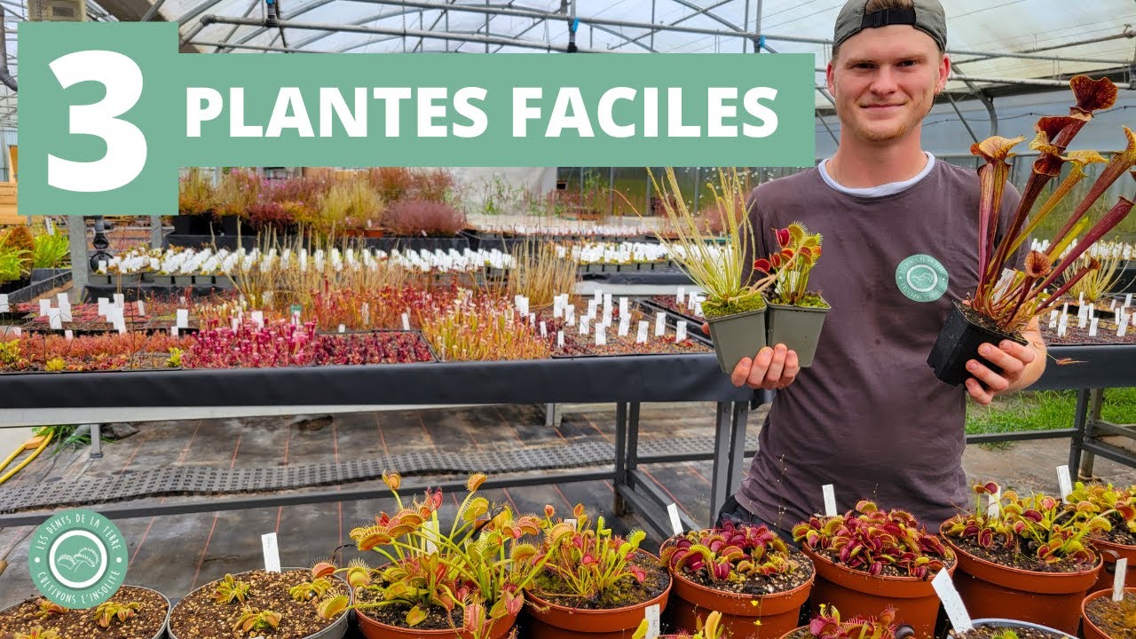 3 Plantes Carnivores Faciles à Cultiver pour Débuter 🪴​​