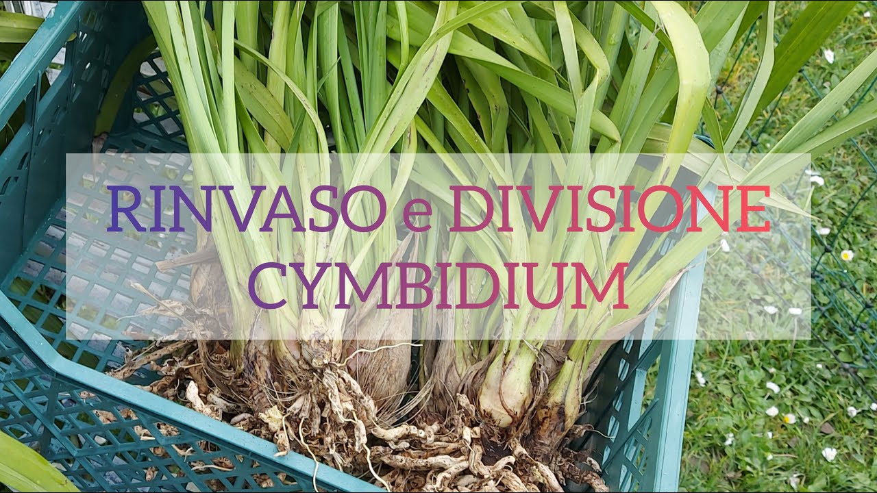Dividere e rinvasare orchidea Cymbidium esemplare xxl