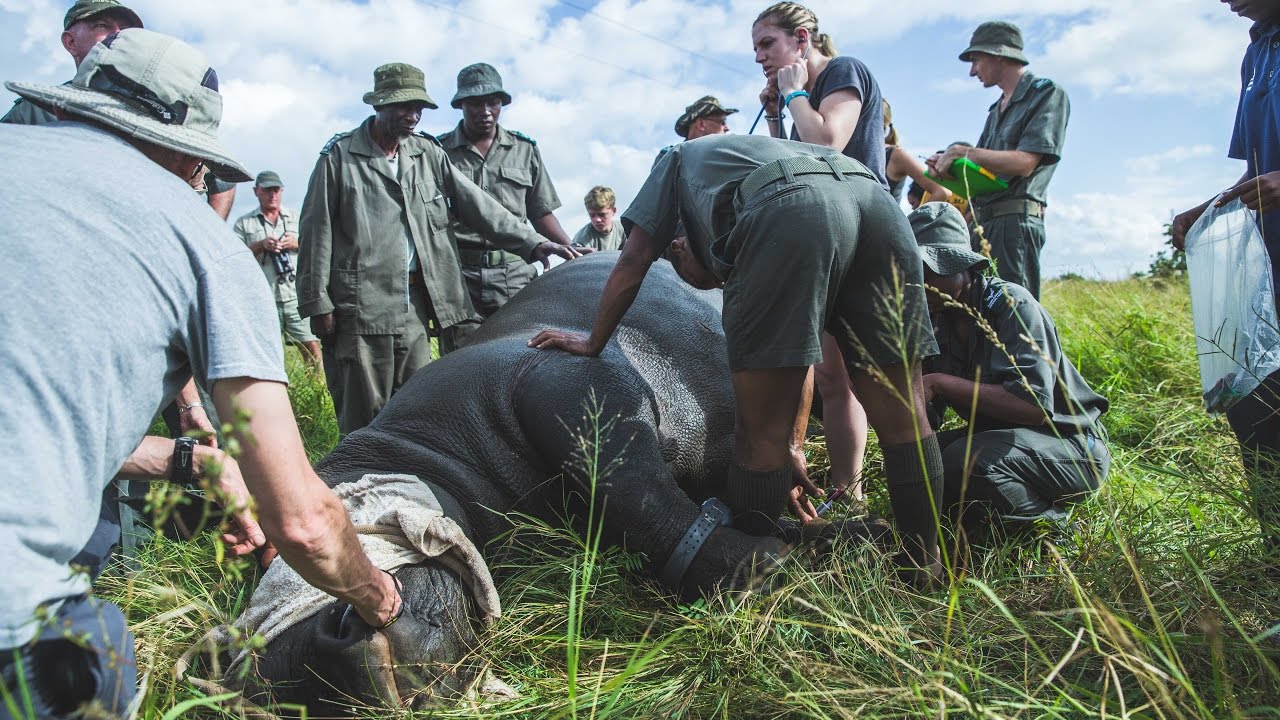 Rhino Conservation in Kruger Park