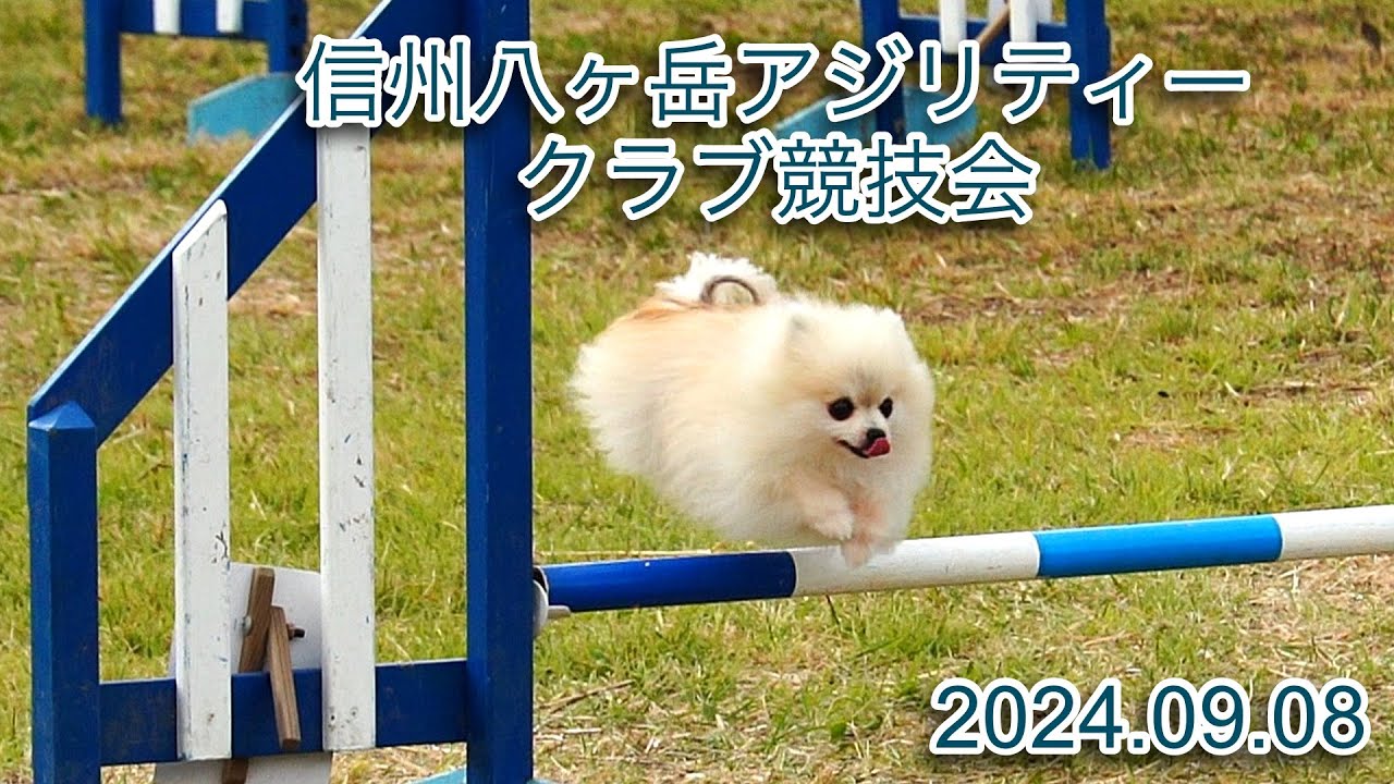 信州八ヶ岳アジリティークラブ競技会　2024.09.08