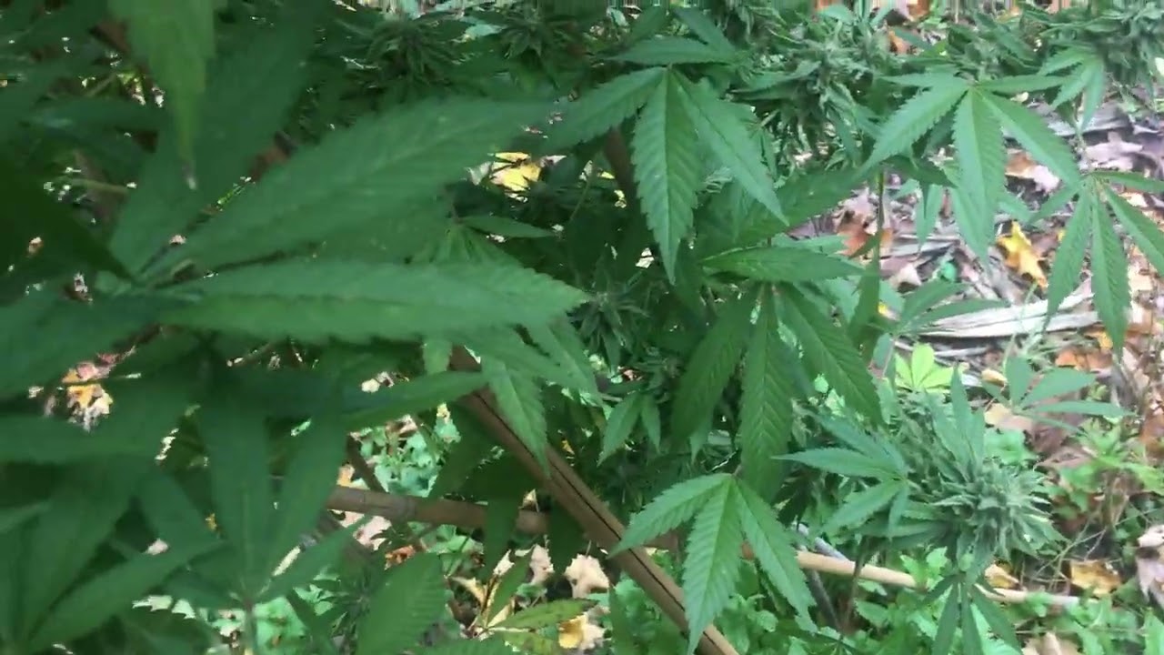 the last of the outdoor, Golden Haze from Green Bodhi OCT 24th still in the ground