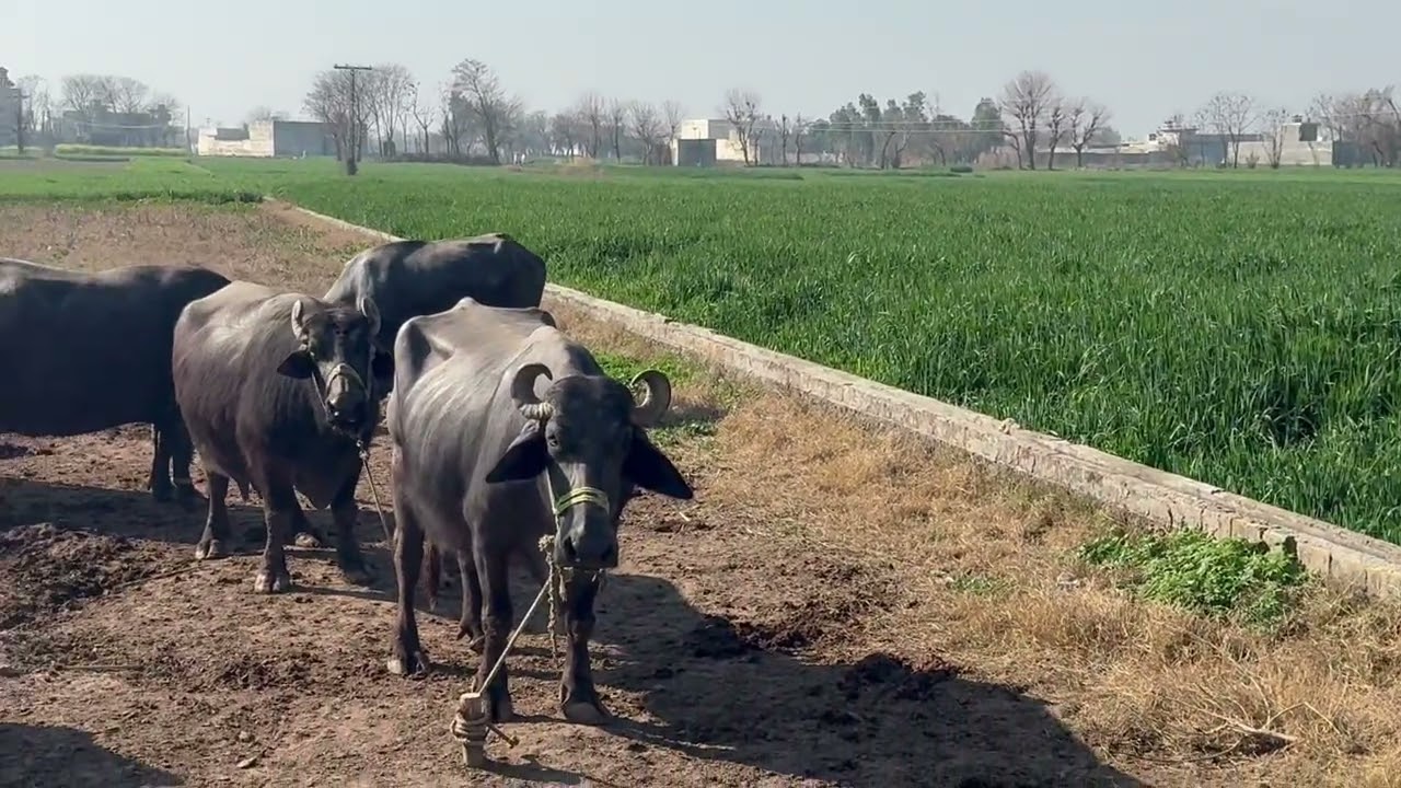 Walking today beautiful Ghourghushti muskinabad 🇵🇰🇵🇰🇵🇰 05 02 2026 ❤️❤️