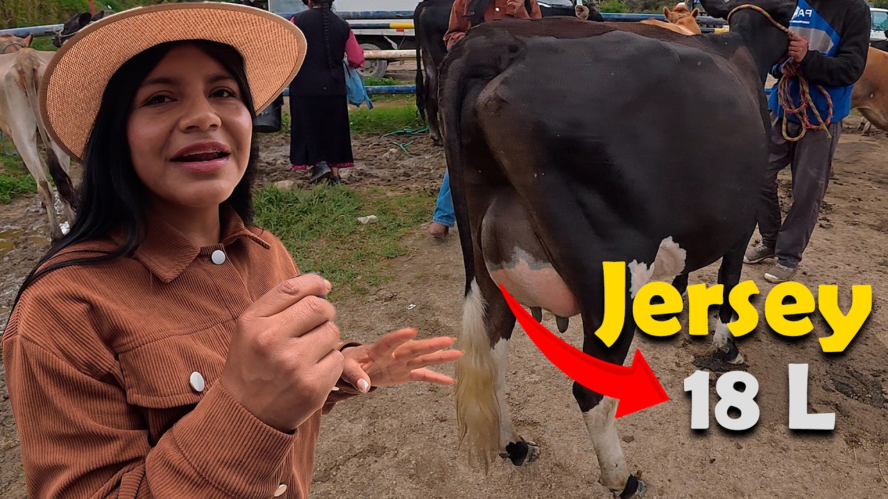 Esta Vaca Jersey Obtuvo el Campeonato de la Vaca mas Lechera 🐄