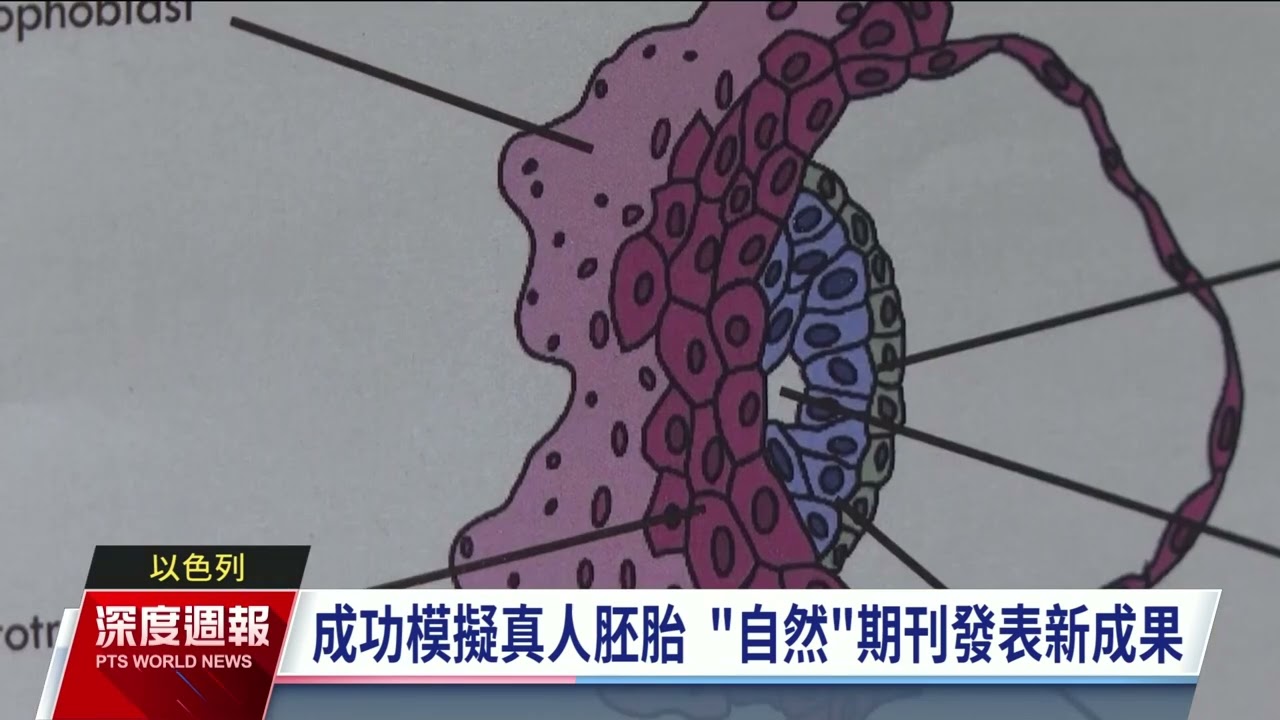 成功模擬真人胚胎 以色列幹細胞研究登《自然》期刊｜20230916 全球現場深度週報
