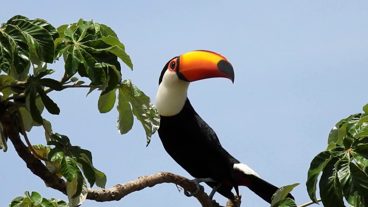Toco Toucan Sounds: Searching the Riparian Forest for Food - (Ramphastos toco) Tucanuçu