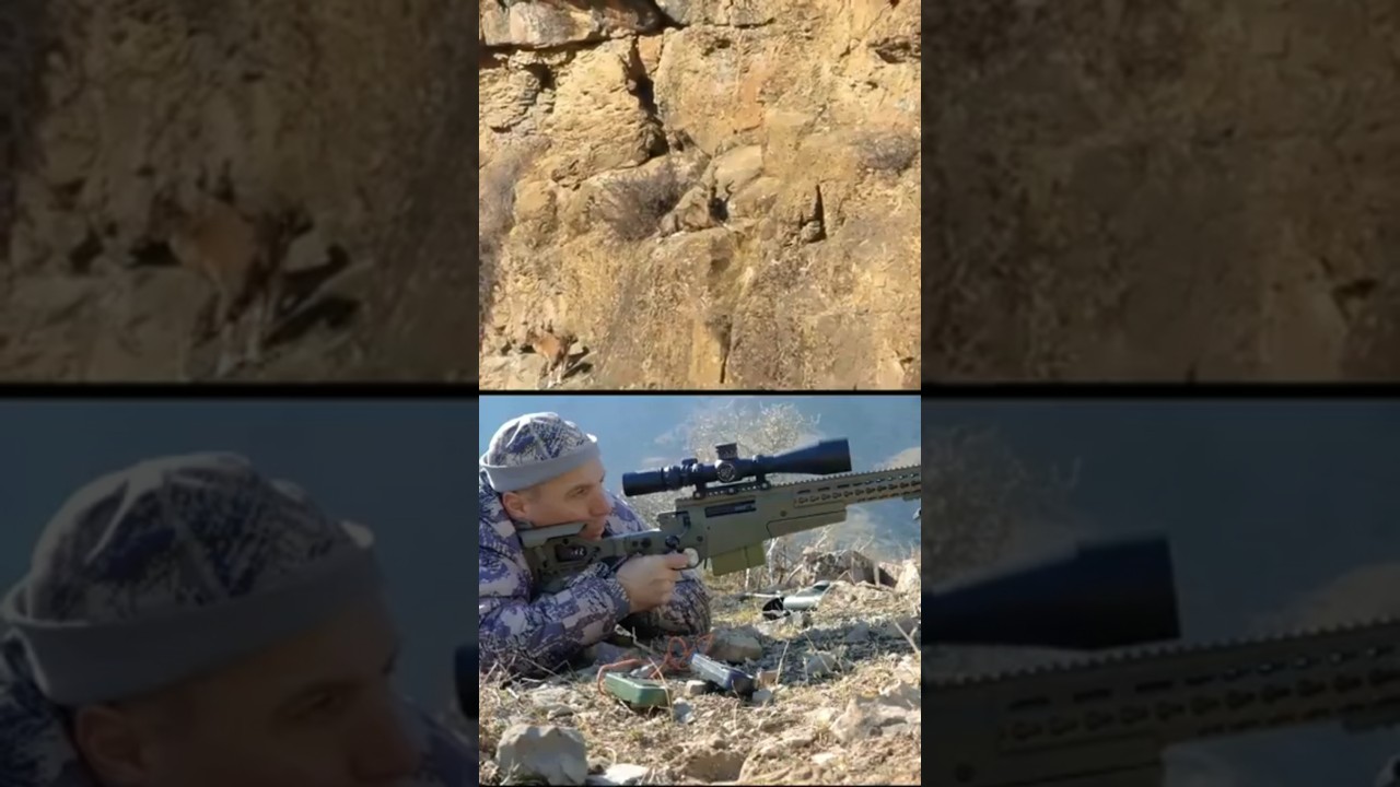 Sniper Membidik Kambing Liar Di Lereng Gunung (Berburu Kambing Liar) #berburu