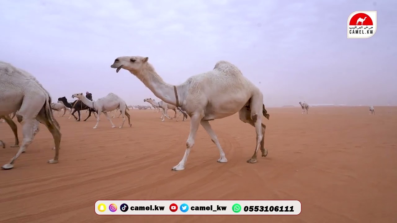 مسيرة محمد ناصر الشهري - مهرجان الملك عبدالعزيز النسخه 9