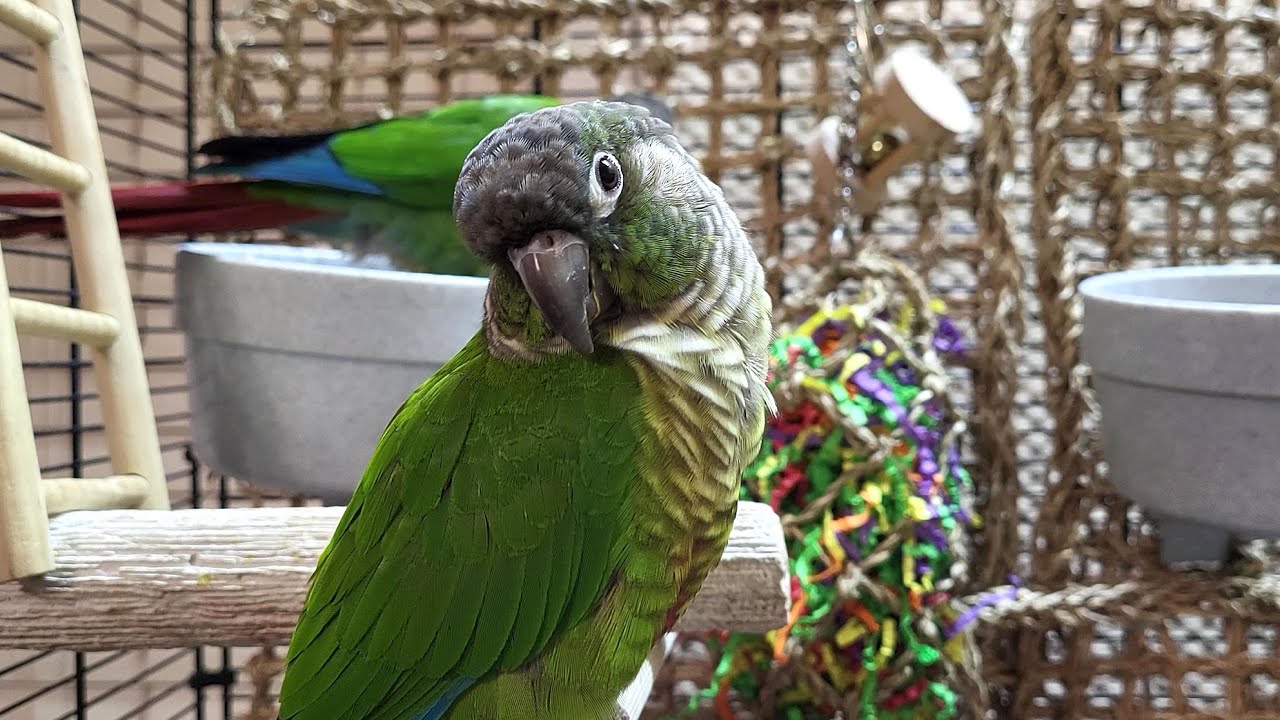 7 hours of relaxing conure parakeet sounds