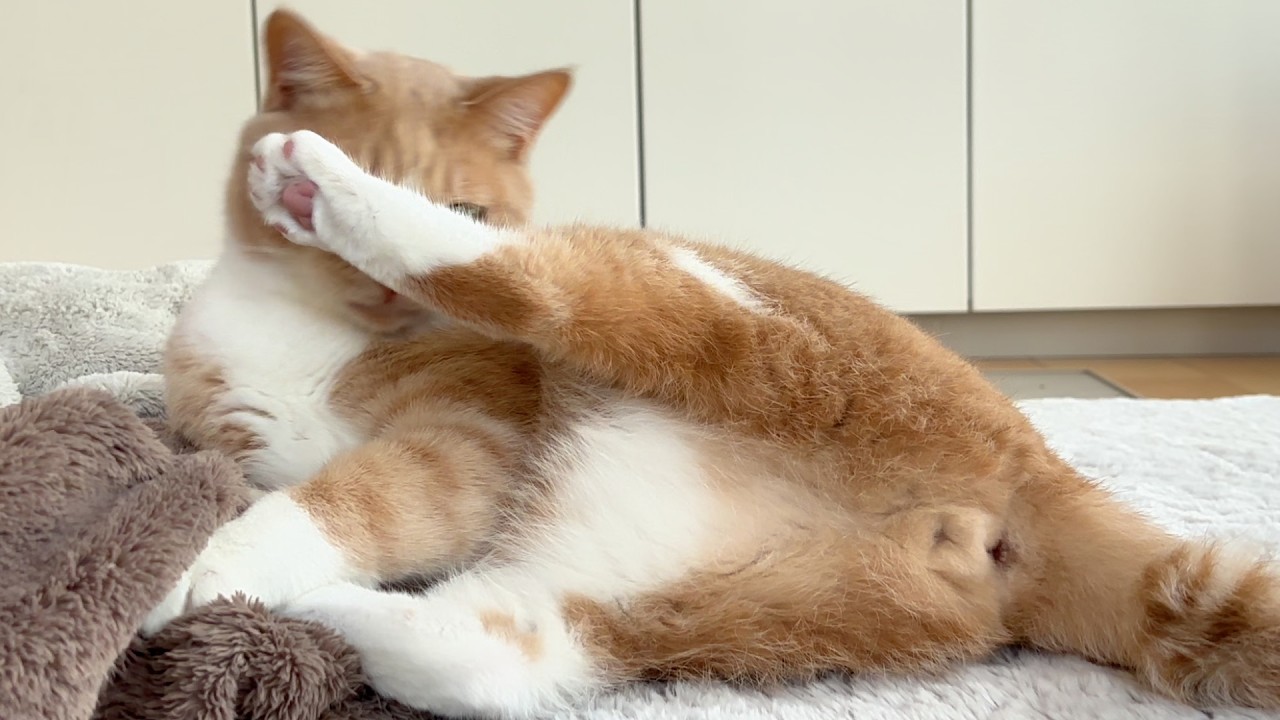 猫じゃらしで遊んでたら変なポーズになった猫